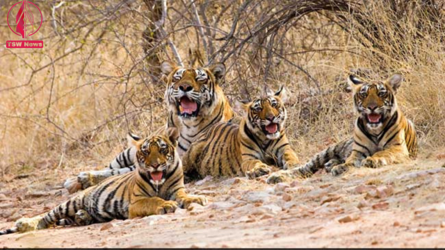 Five Tiger Cubs Born In Madhya Pradesh's Panna Tiger Reserve