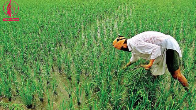 Govt Increases MSP For All 14 Summer Crops For Kharif Marketing Season 2022-23