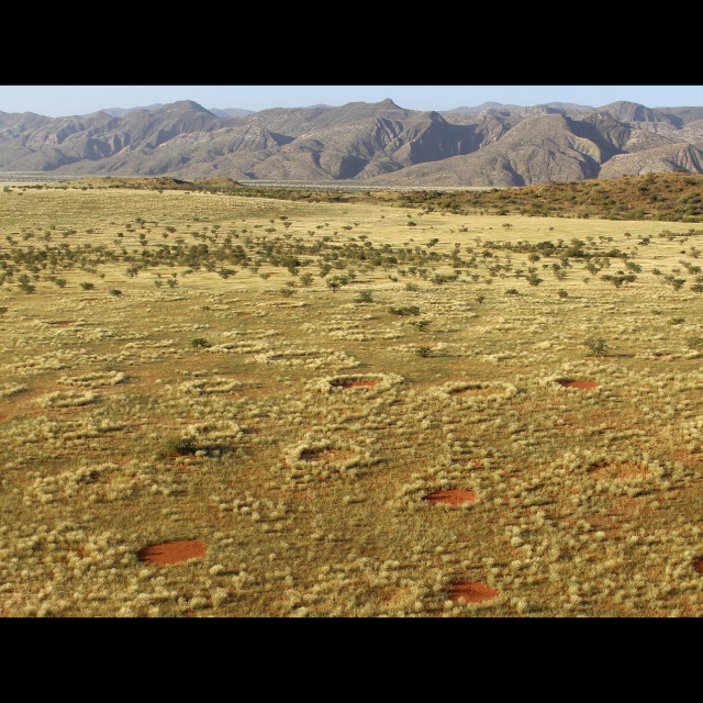 Fairy circles, global presence, satellite imagery, scientific mystery, arid habitats