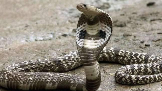 Man Arrested in Odisha for Releasing King Cobra, Resulting in Wife and Daughter's Tragic End